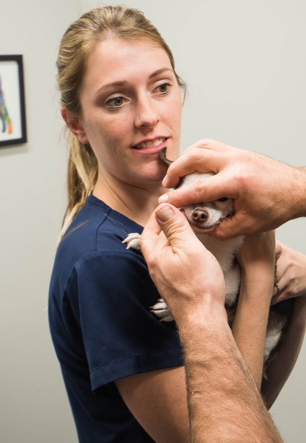 Pete Billings, CVT Veterinary Technician